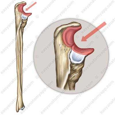 <p>name this bone or bone marking</p>