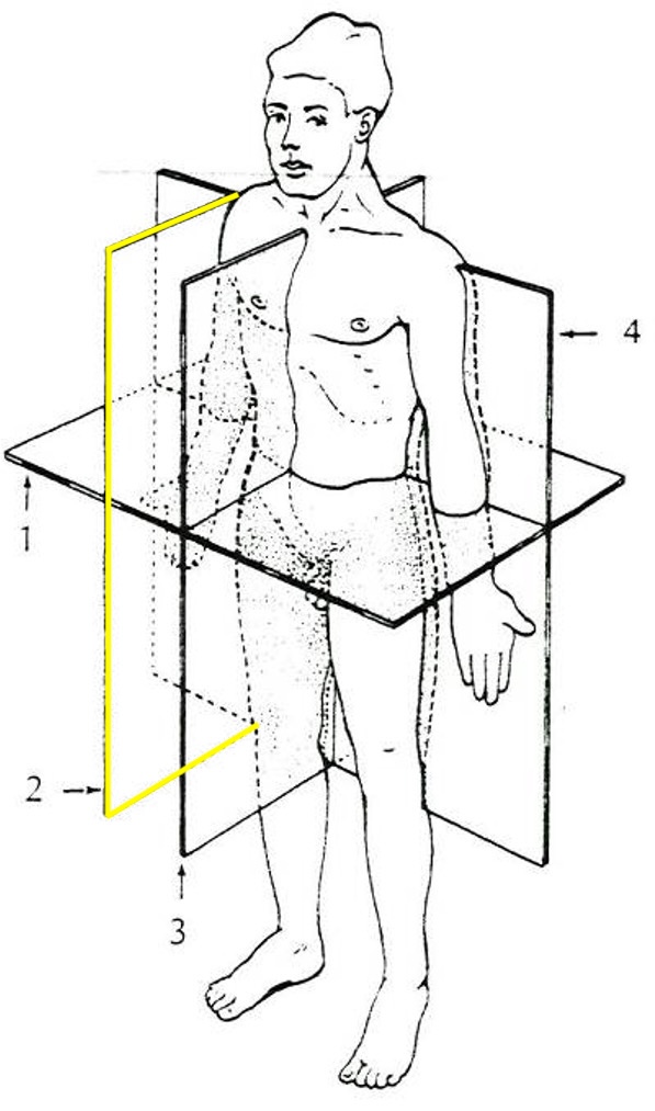 linker en rechterhelft