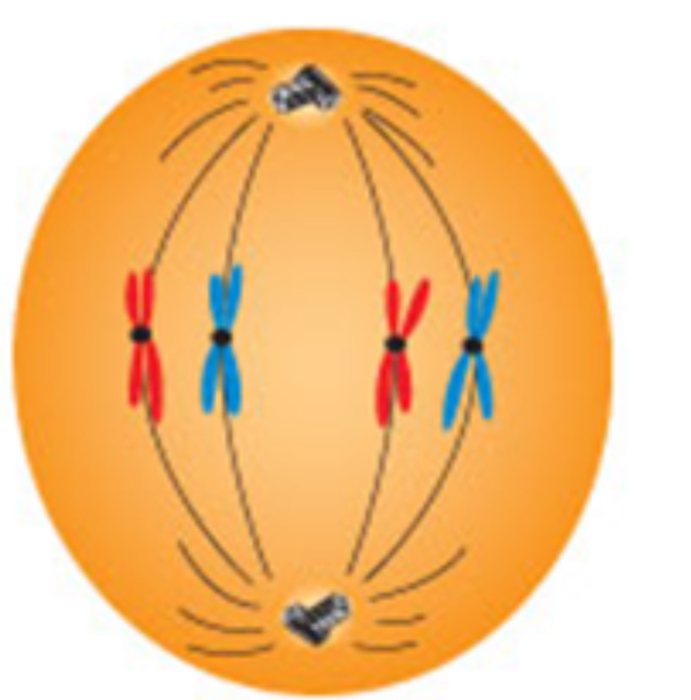 <p>Metaphase </p>