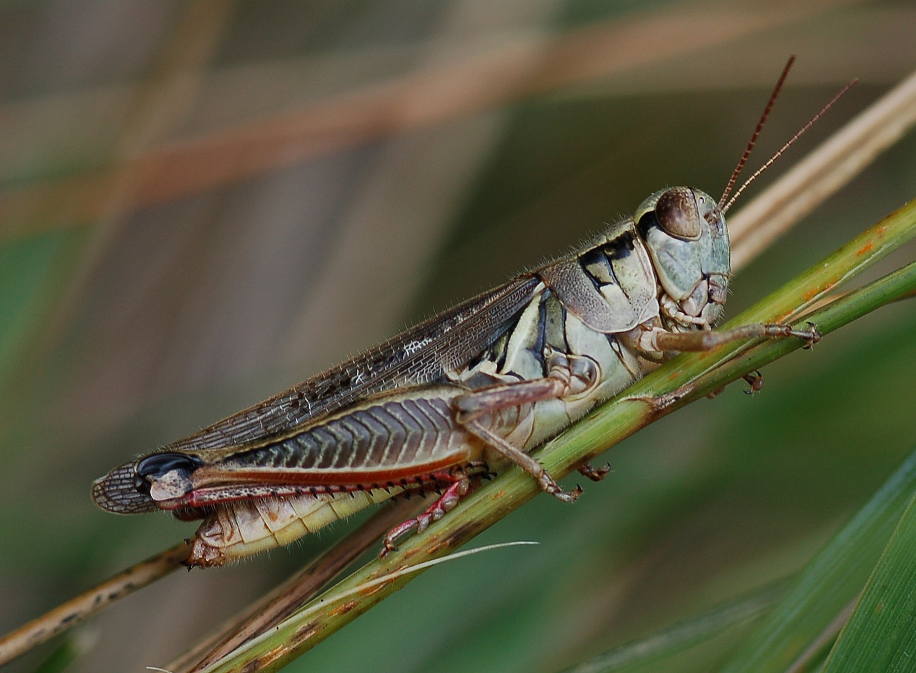 <ol><li><p>Tarsi three-segmented — often with a conspicuous pad (arolium) between the claws</p></li><li><p>Tympanum on first abdominal segment</p></li><li><p>Antennae shorter than body</p></li><li><p>Pronotum covers the thorax</p></li></ol><p></p>