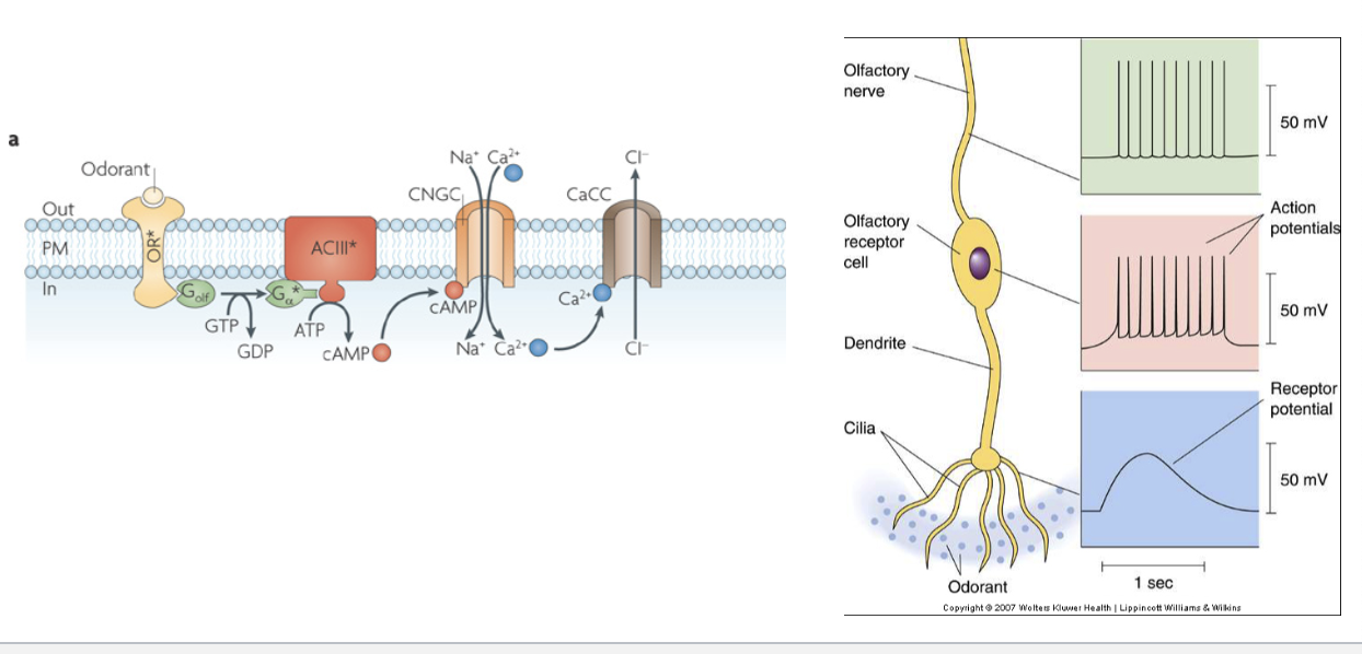 <p>what is the series of events that occur during stimulus trandsuction in olfactory receptors?</p>