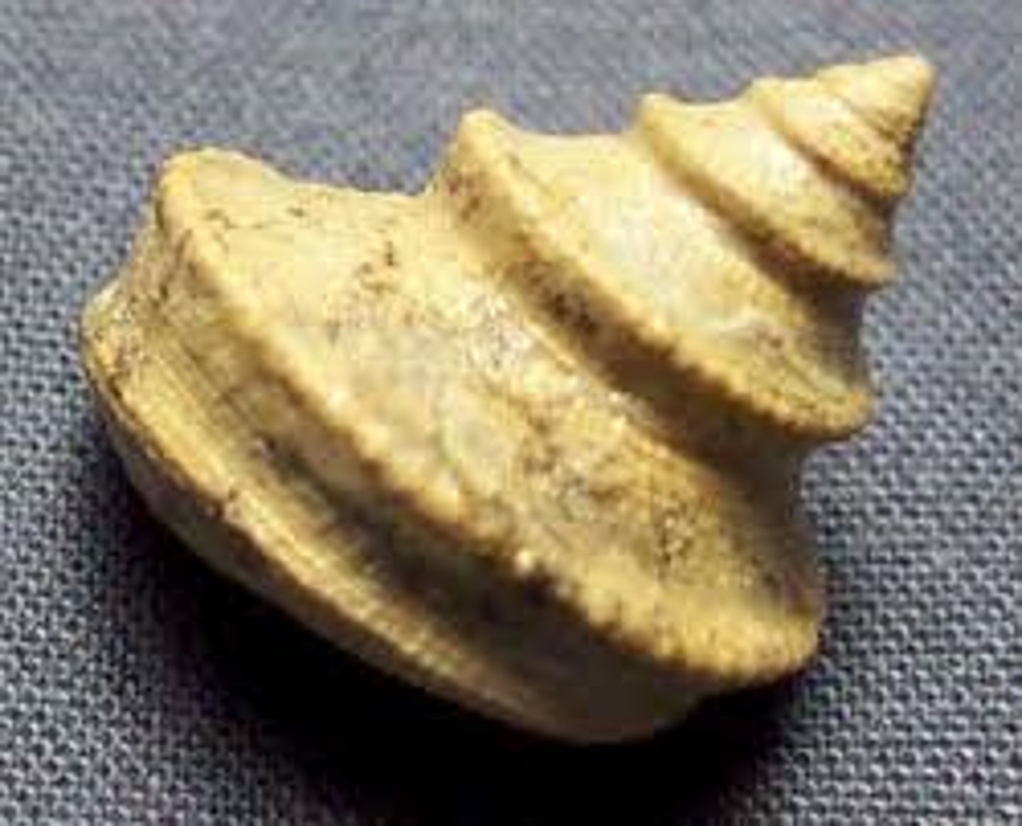 <p>a genus of fossil sea snails, an extinct marine gastropod genus found in the fossil record. This genus is primarily found in rocks formed during the Devonian to Triassic periods from the central areas of North America.</p>