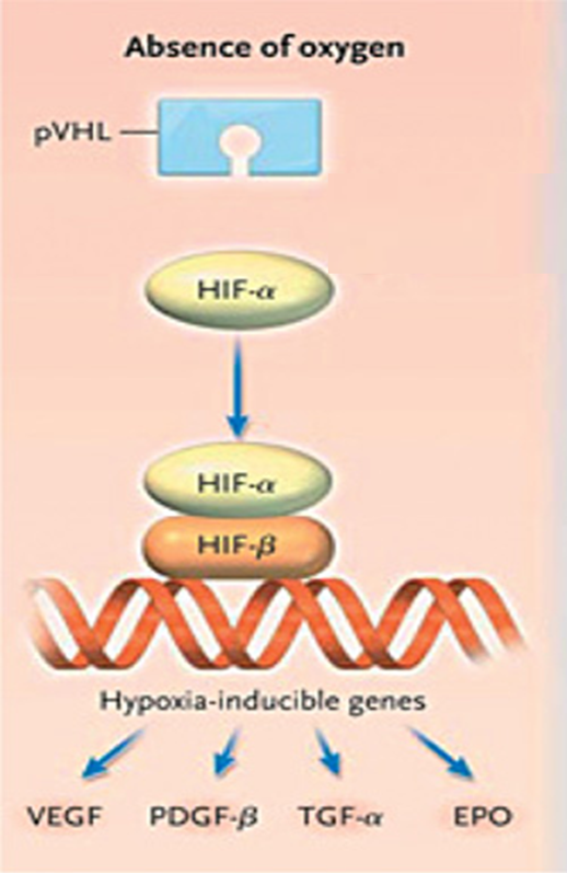 <p><span>•HIF-1 α regulates cellular response to hypoxia (low oxygen).</span></p><p><span>•Switches on genes that promote cell survival and angiogenesis.</span></p><p><span>E.G. vascular endothelial growth factor (VEGF</span></p>