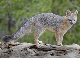 <p>Mammalia,&nbsp;Carnivora, Canidae</p><p>Urocyon cinereoargenteus</p>