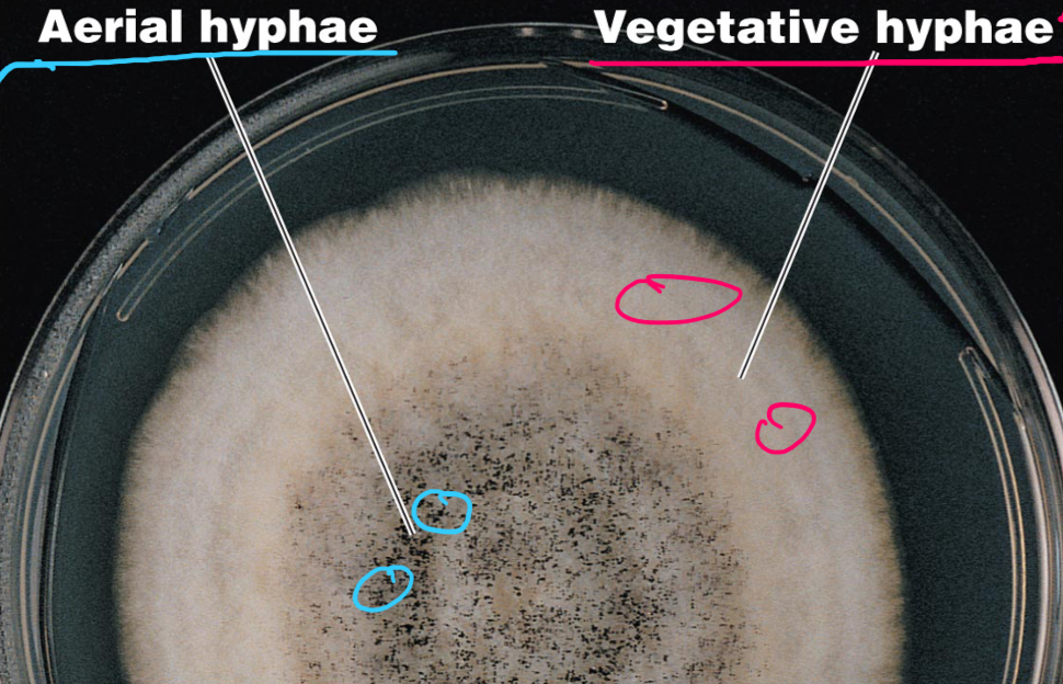 “Reproductive hyphae” produce the reproductive spores

\-Color