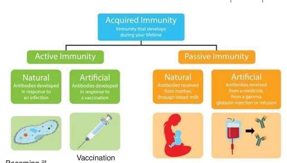<p>Antibodies developed in response to an infection</p><p>Antibodies developed in response to a vaccination</p>