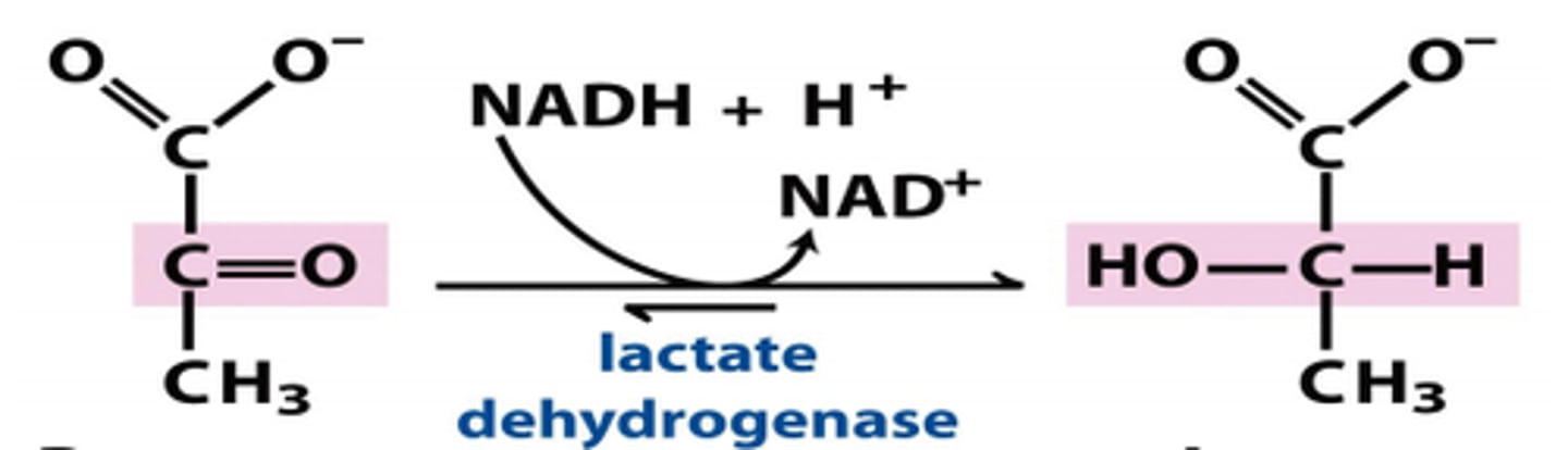 <p>Enzyme: lactate dehydrogenase</p><p>Substrate: pyruvate, NADH</p><p>Product: lactate, NAD+ + H+ (oxidized)</p>