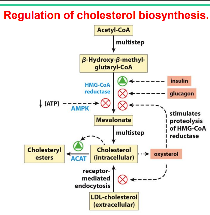 c. Cholesteryl ester

