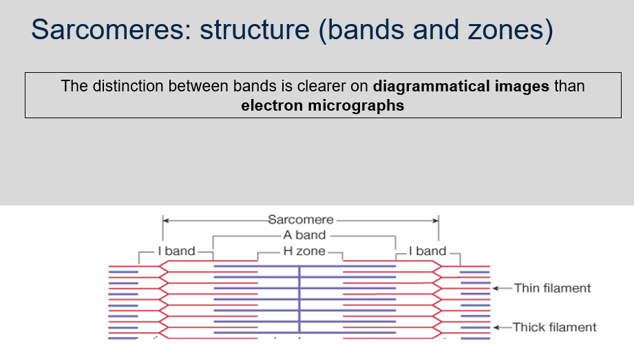<p>The distinction between the different bands in sarcomeres is usually clearer on diagrammatical images than on electron micrographs. Diagrammatical images often use contrasting colors to highlight the different regions of the sarcomere, whereas electron micrographs show the actual structures of the sarcomeres without any coloration.</p>