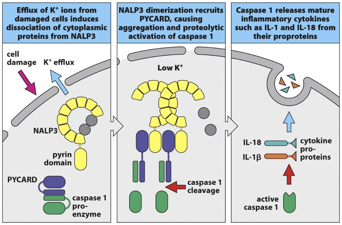 <ol><li><p><strong>Cell damage</strong> → K⁺ ions leak out.</p></li><li><p><strong>K⁺ efflux</strong> causes cytoplasmic proteins to dissociate from <strong>NALP3</strong>.</p></li><li><p><strong>NALP3 dimerizes</strong> (activates).</p></li><li><p>Activated NALP3 recruits <strong>PYCARD</strong>.</p></li><li><p>PYCARD aggregation → activates <strong>caspase-1</strong> (proteolytic activation).</p></li><li><p><strong>Caspase-1</strong> cleaves pro-IL-1 &amp; pro-IL-18 → releases <strong>mature IL-1 &amp; IL-18</strong>.</p></li><li><p>→ Strong <strong>inflammatory response</strong> (furoptosis).</p></li></ol><p></p>