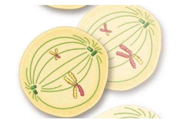 <p><span>Metaphase II (Meiosis)</span></p>