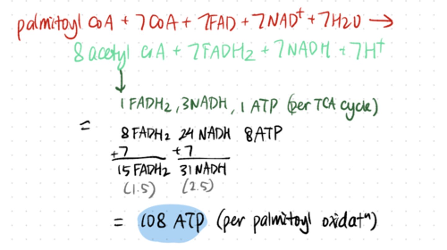 <p>108 ATP</p>