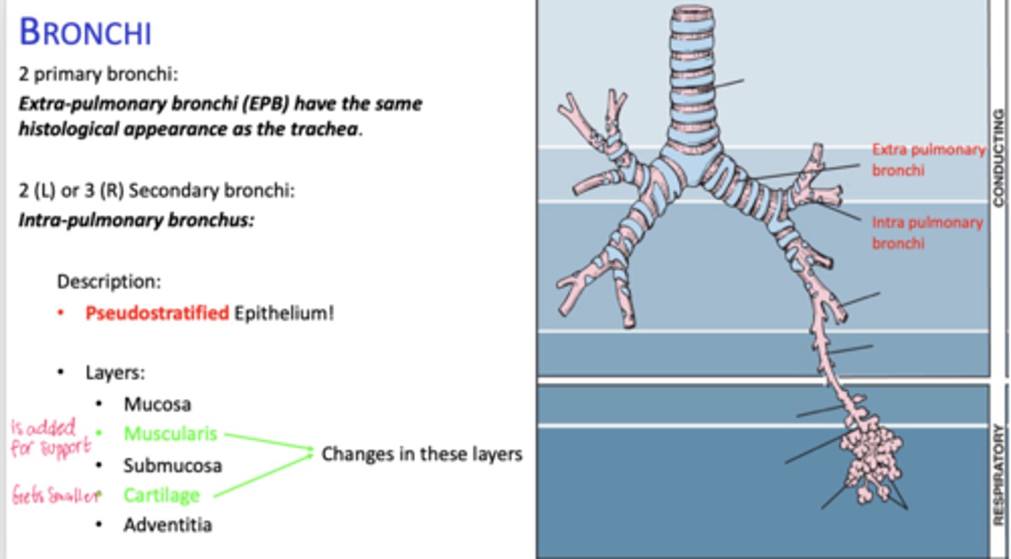 <p>Same histological appearance.</p>