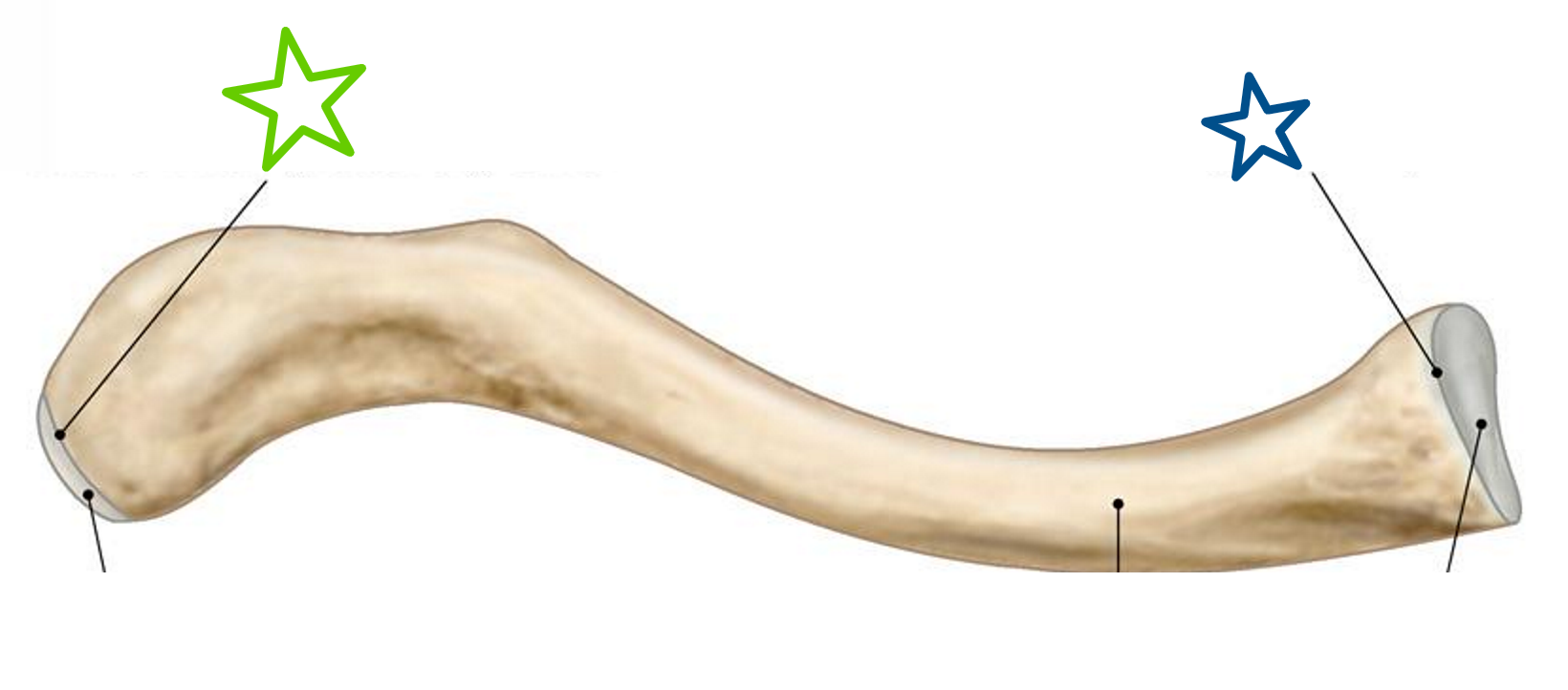 <p>ID bony features (green star)</p>