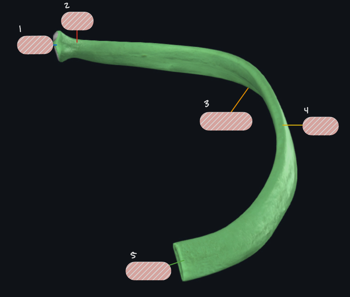 <p>What rib is this?</p>