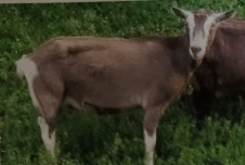 <p>one of the oldest dairy breeds orginating in switzerland. light fawn to chocolet  brown coat. white markings on its face. best in cooler climates. good udder development, high milk produciton, and low butterfat. </p>