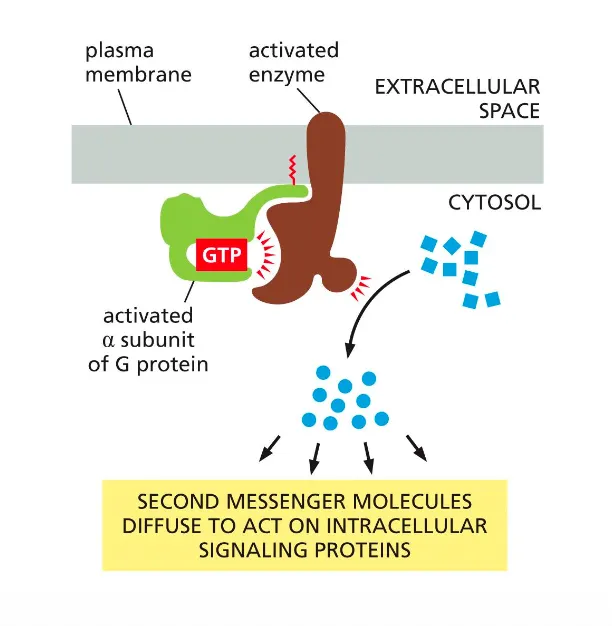 <ul><li><p>The production of diffusible second messengers amplifies G-protein signalling.</p></li><li><p>Each activated enzyme releases these secondary messages which amplify the signal because they can further bind to more receptors.</p></li></ul><p></p>