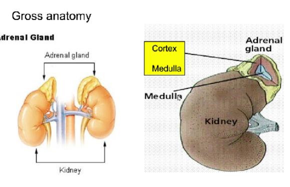 <p>Atop the kidneys</p><p>Made up of the cortex and the medulla </p>