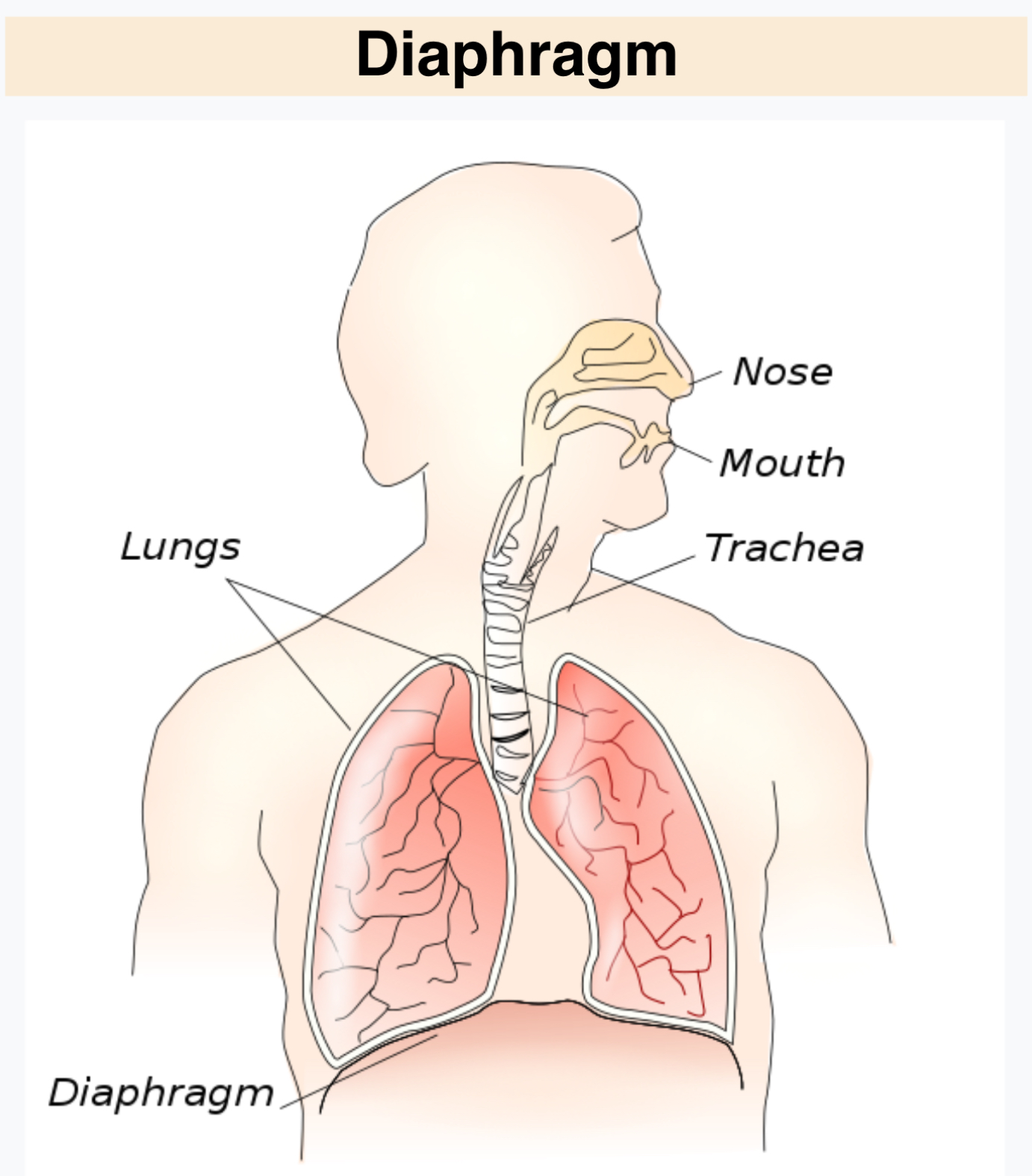 <p>Separates the Abdominal Pelvic Cavity from the Thoracic Cavity </p>