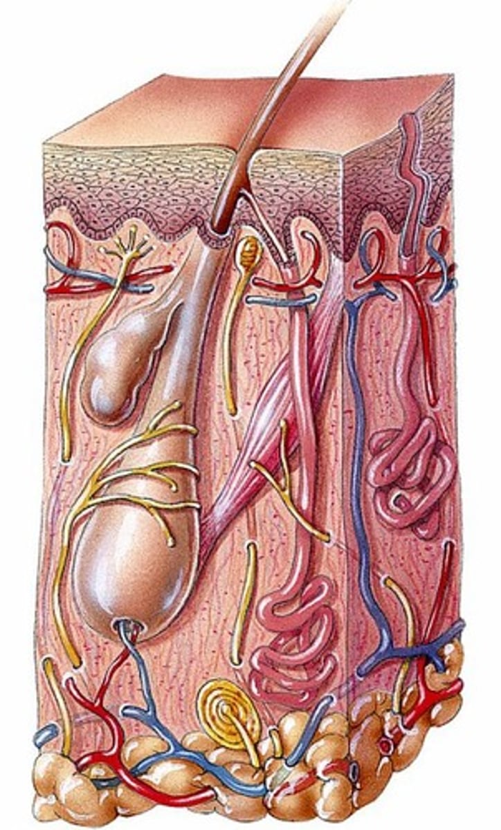<p>Oil glands in the dermis associated with hair follicles.</p>