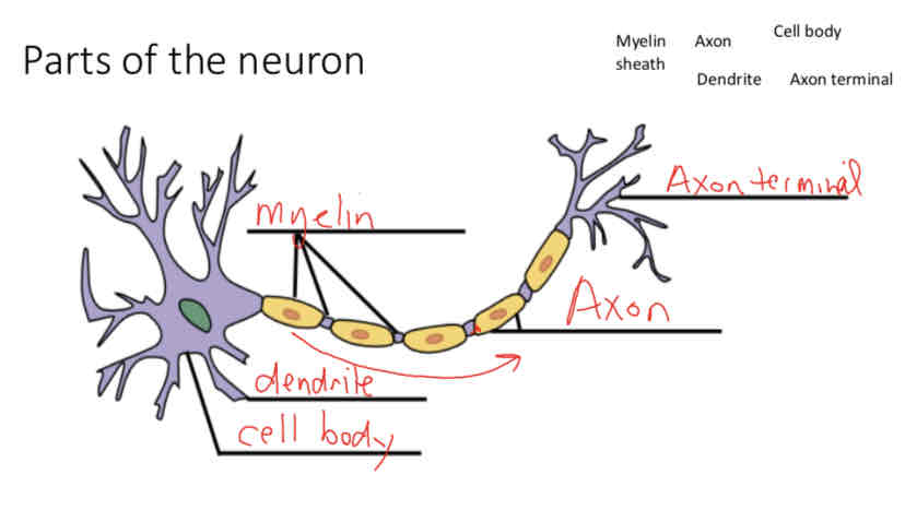 knowt flashcard image