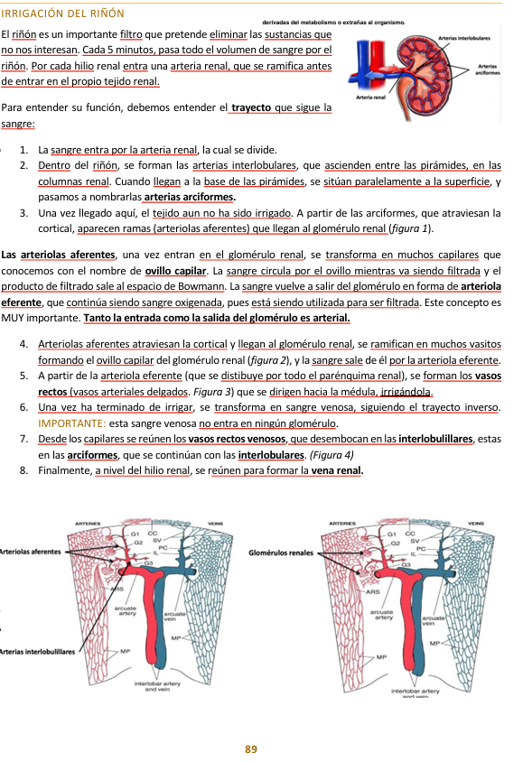 <p>Irrigación del riñón</p>