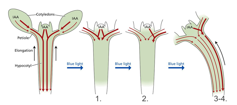 <p>1. PHOT1 phosphorylates and inhibits the activity of ABCB19 • ABC19 is a protein in membrane enhances PIN1 efflux from cells • PIN1 is destabilized - prevents auxin efflux from cells </p><p>2. Auxin accumulates above cotyledons • hypocotyls cease growing/elongating (due to decrease in cell elongation) </p><p>3. PIN3 is localized to lateral walls of shaded side of stem • auxin transport resumes along shaded side of hypocotyl </p><p>4. Growth resumes (takes 15-20 minutes</p>
