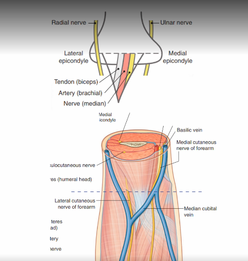 <ul><li><p>medial cutaneous n of the forearm (C8,T1)</p></li><li><p>lateral cutaneous nerve of the forearm (termination of musculocutaneous n) </p></li></ul><p></p><ul><li><p>median cubital vein (connection between cephalic (lat) and basilic (med) veins </p></li></ul><p></p>