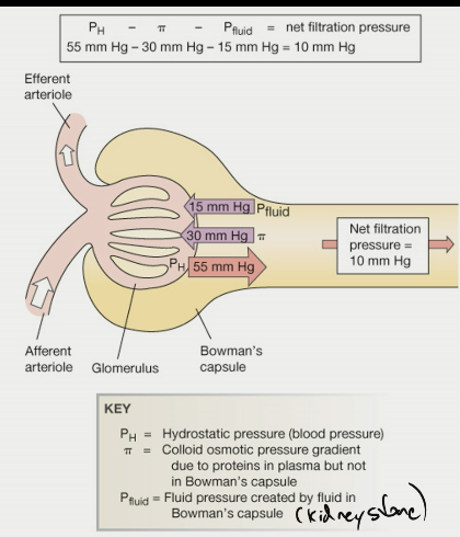 \- proteins in plasma are not permeable, fewer proteins in filtrate that comes out → osmotic gradient that draws water in

\- hydrostatic pressure (high pressure b/c lots of filtration)

\- if minerals come out of solution and precipitate in renal pelvis → create a kidney stone (block ureter); pressure (Pfluid) will go higher than 15 mmHg