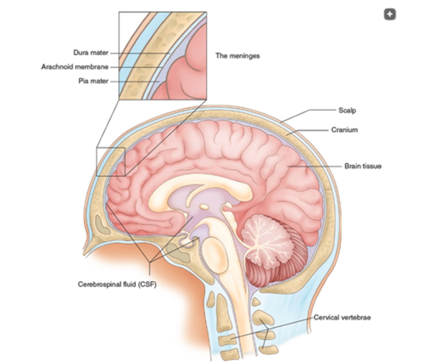 <p>Dura Mater - Hard</p><p>Arachnoid - Thin airy for fluid (subarachnoid Space)</p><p>Pia Mater - Near Brain/Spinal supplies blood</p>