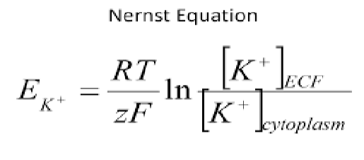 <ul><li><p>Equilibrium potential:&nbsp;<span>The voltage at which each individual ion prefers the cell</span></p></li></ul><ul><li><p><span>We use the Nernst Equation to calculate this</span></p></li></ul><p></p>