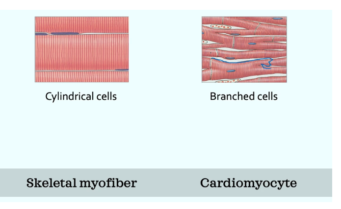 <ul><li><p>contractile </p><ul><li><p>Calcium induced calcium release - calcium from the outside made calcium release on the inside, and these are how cardiomyocytes contract </p></li><li><p>cardiomyocytes have even more mitochondria than skeleal muscle </p></li><li><p>nodal cells produce APs without neurons</p></li><li><p>branched cells </p></li><li><p>they are electrically connected through gap junctions, so cells can share information between the two which is something we dont see with skeletal muscle </p></li><li><p>they have intercalated discs - look like an egg carton - this keeps the heart cells together bwith desmosomes which is kind of the glue that keeps them together </p></li></ul></li><li><p>nodal and conduction </p><ul><li><p>self excitable - they make their own action potenitals to spread through heart for contraction </p></li><li><p></p></li></ul></li></ul><p></p>