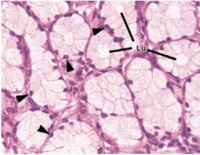 <p>which gland looks most similar to the gland in this section </p>