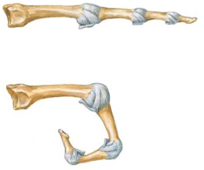 <p><span>What is the key difference in movement between MCP and IP joints?</span></p>