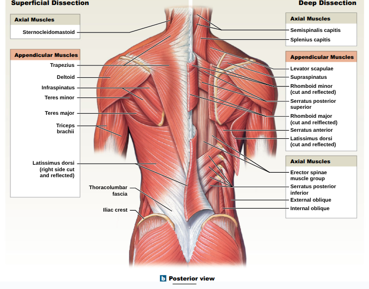 <p>Flexes elbow; stablizes elbow </p>