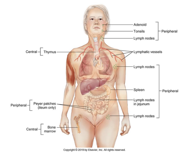 <p>Peripheral lymphoid organs </p>