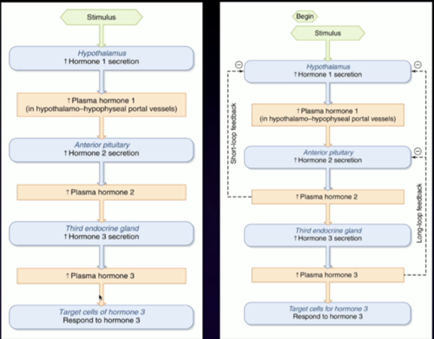 <p>negative feedback loops are important because as you are activating these, you need to make sure you arent over activating them</p>