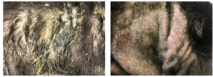 <img src="https://media.vetrevise.com/media/dut_gU2PjPLLcATAbGBm6h6aUETADGvYAjNW.png" data-width="100%" data-align="center"><ul><li><p>Well demarcated flat eroded moist lesion with erythematous halo</p></li><li><p>Usually on cheek, neck, rump</p></li><li><p>Develops within hours due to self trauma</p></li><li><p>FAD or pruritic/painful trigger</p></li></ul><p>hotspot before + after clipping</p>