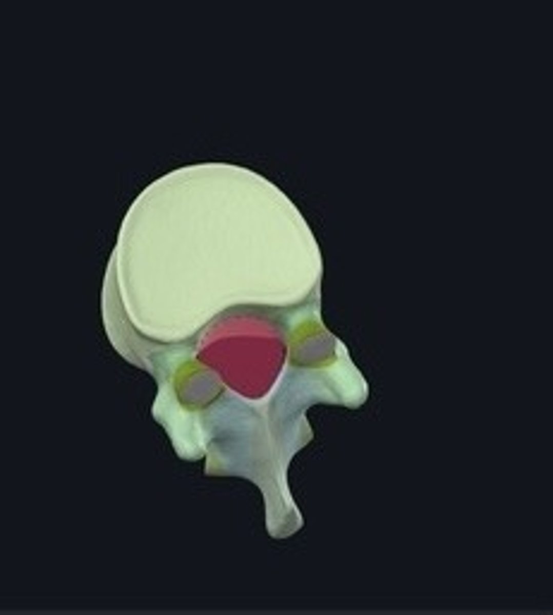 <p>Opening for spinal cord in vertebrae.</p>