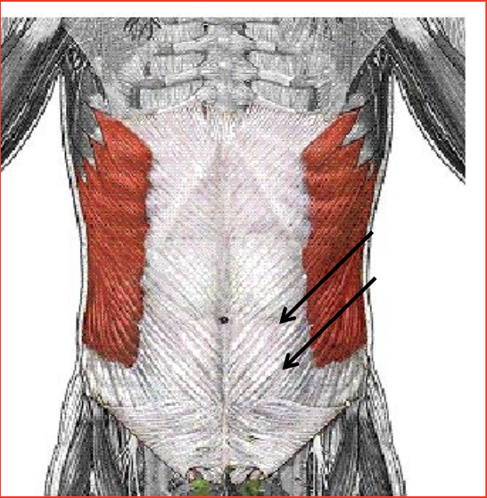<p>Anterior flexion (flex forward), Lateral flexion (lean to side), and rotates the trunk</p><p>Antagonist: Erector Spinae, Opposite Oblique</p>