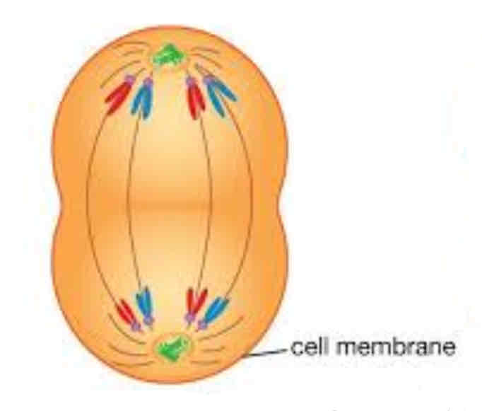 <p>Chromosomes have almost reached their poles</p><p>Cell membrane begins to pinch at the center </p>
