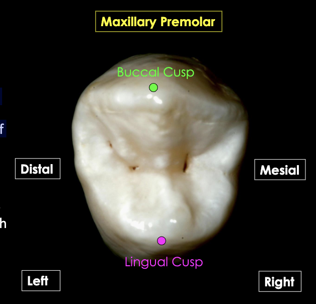 <p><span>Opposite of the maxillary arch. Identify the mesial side of the tooth and then that tooth comes from the opposite side of the mouth.</span></p>