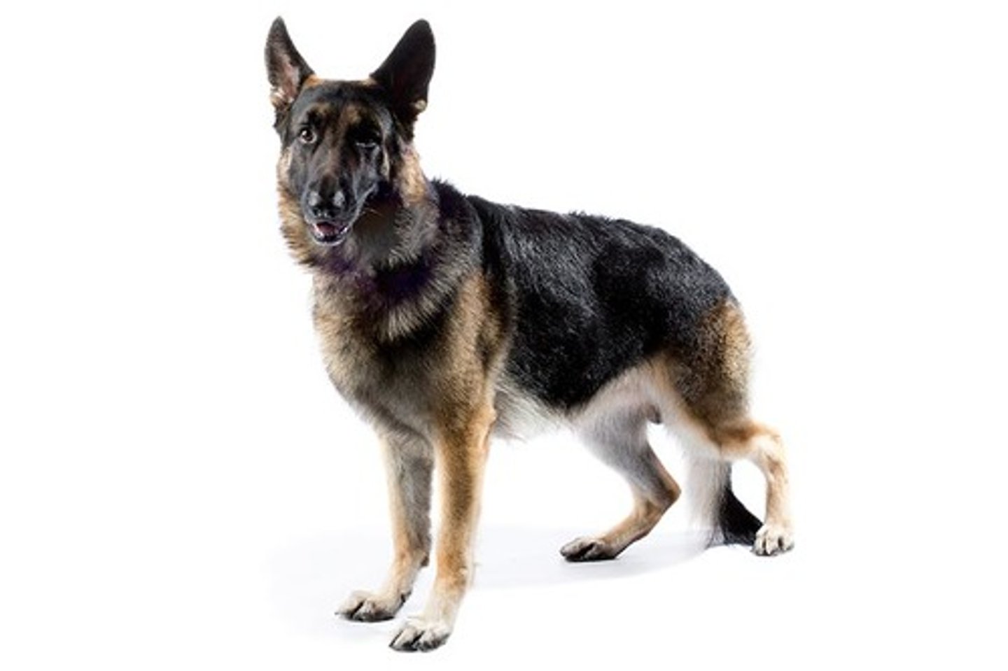<p>Confident, Courageous, Smart</p><p>AKC Breed Popularity: Ranks 2 of 194</p><p>Height: 24-26 inches (male), 22-24 inches (female)</p><p>Weight: 65-90 pounds (male), 50-70 pounds (female)</p><p>Life Expectancy: 7-10 years</p><p>Group: Herding Group</p>
