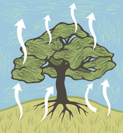 The combined amount of evaporation and transpiration