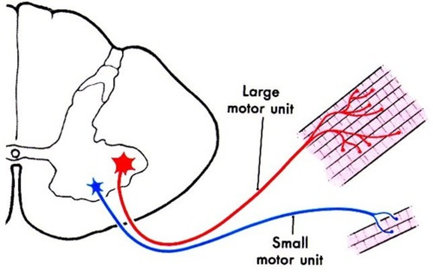 <p>-Fine degree of motor control</p><p>-3 to 6 muscle fibers per neuron</p><p>-Ex. eye and hand muscles</p>