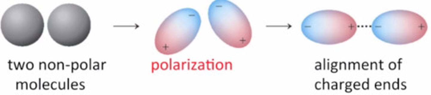 <p>- a temporary attractive force that results when the electrons in two adjacent atoms occupy positions that make them form dipoles<br>can be affected by:<br>1. # of e- (more e- = more ldf)<br>2. size/weight of the particles<br>3. shape of molecules (more compact = less ldf)</p>