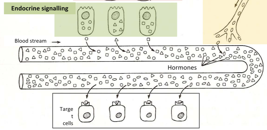 <p>Hormones released in bloodstream and travels to distant target organs</p><p>e.g. insulin from pancreas acts on muscles and liver</p>