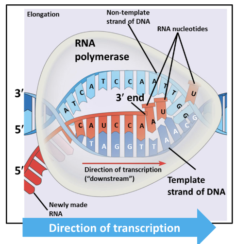 <ol><li><p>RNAP unwinds DNA</p></li><li><p>RNAP reads 3’ to 5’ direction the the DNA nucleotides from the template strand and attaches RNA nucleotides</p></li><li><p>RNA nucleotides are joined to the previous one on the 3’ end by a phosphodiester bond along its backbone</p></li></ol><p></p>