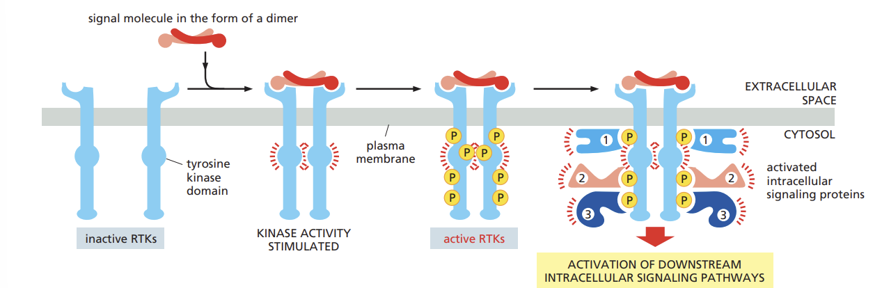 <ul><li><p>phosphorylation of tyrosines on the receptor tails triggers the assembly of an intracellular signaling complex on the tails</p></li><li><p>The newly phosphorylated tyrosines serve as binding sites for a variety of signaling proteins that then pass the message on to yet other proteins</p></li><li><p>the binding of a signaling molecule with an RTK activates tyrosine kinase in the cytoplasmic tail of the receptor</p></li></ul><p></p>