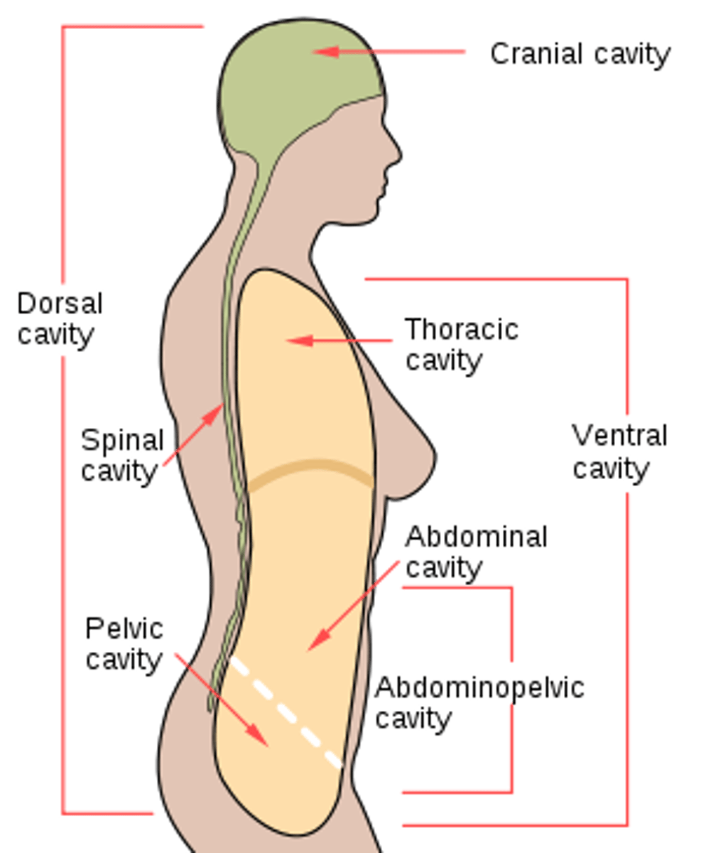 <p>spaces within the body that contain and protect internal organs</p>